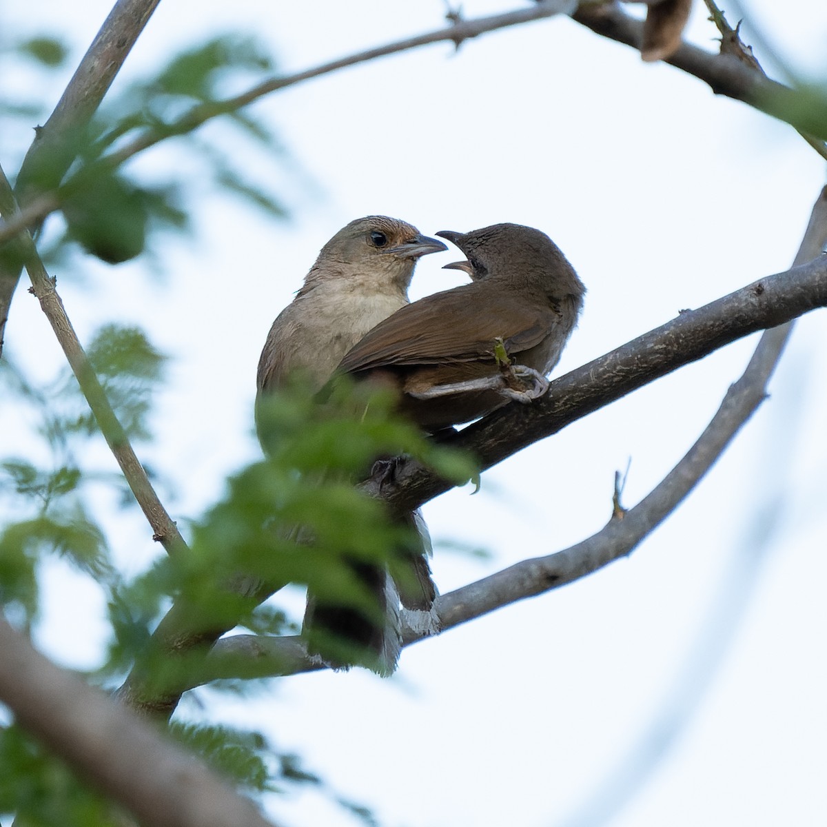 Black-billed Thrush - ML619554881