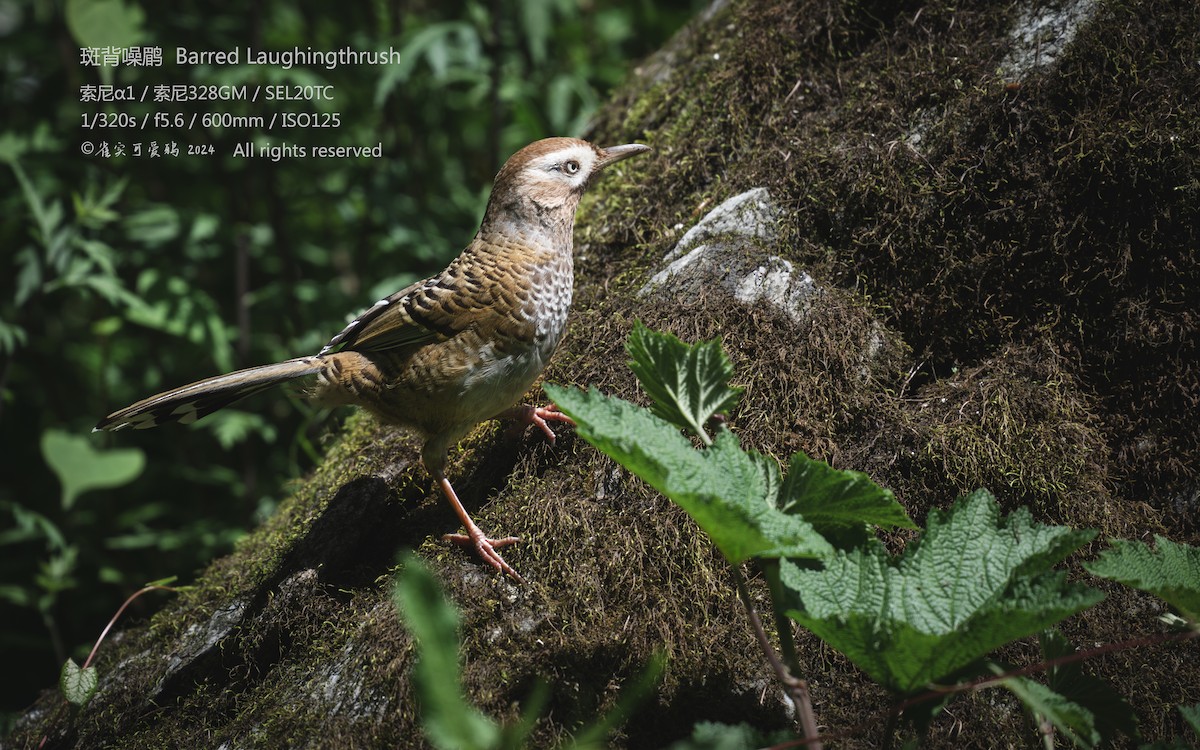 Barred Laughingthrush - 雀实可爱 鸦