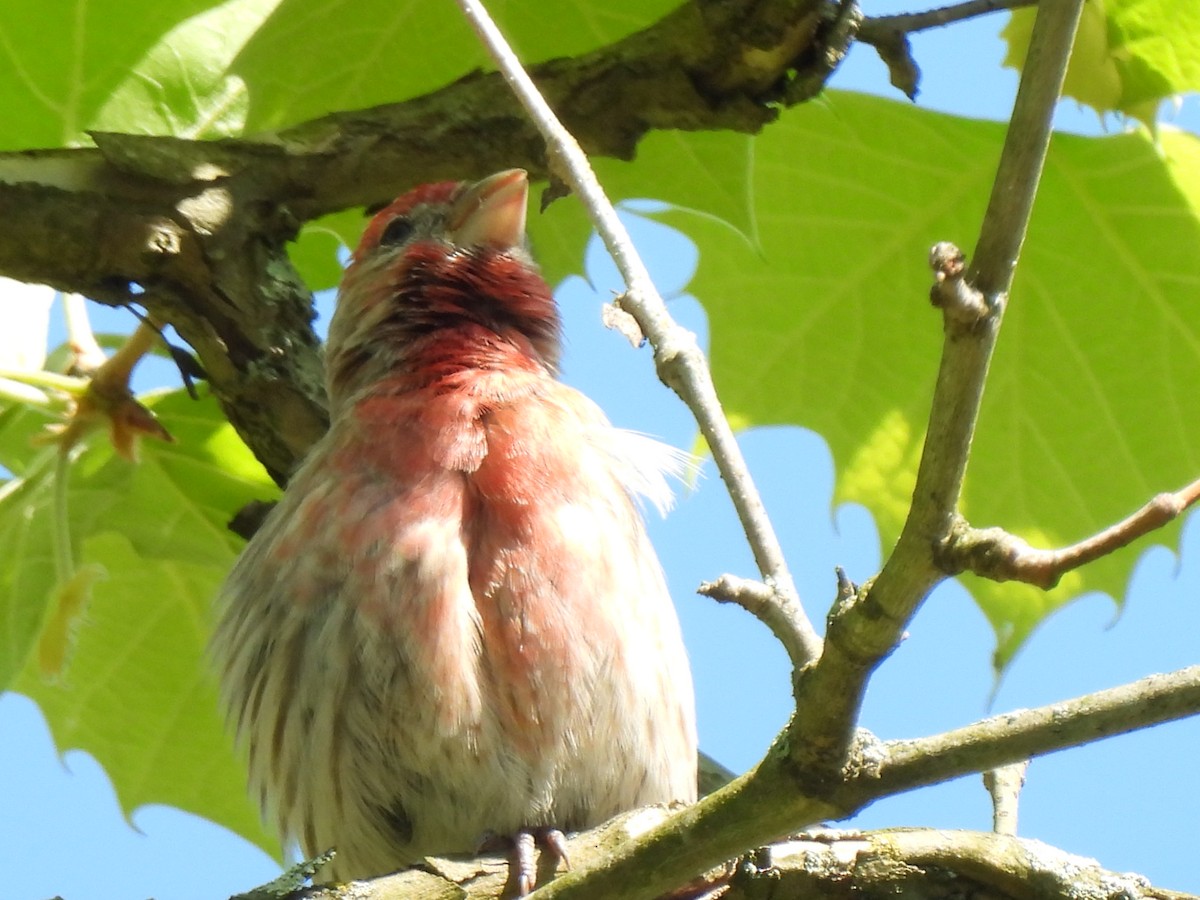 House Finch - Irene Cody