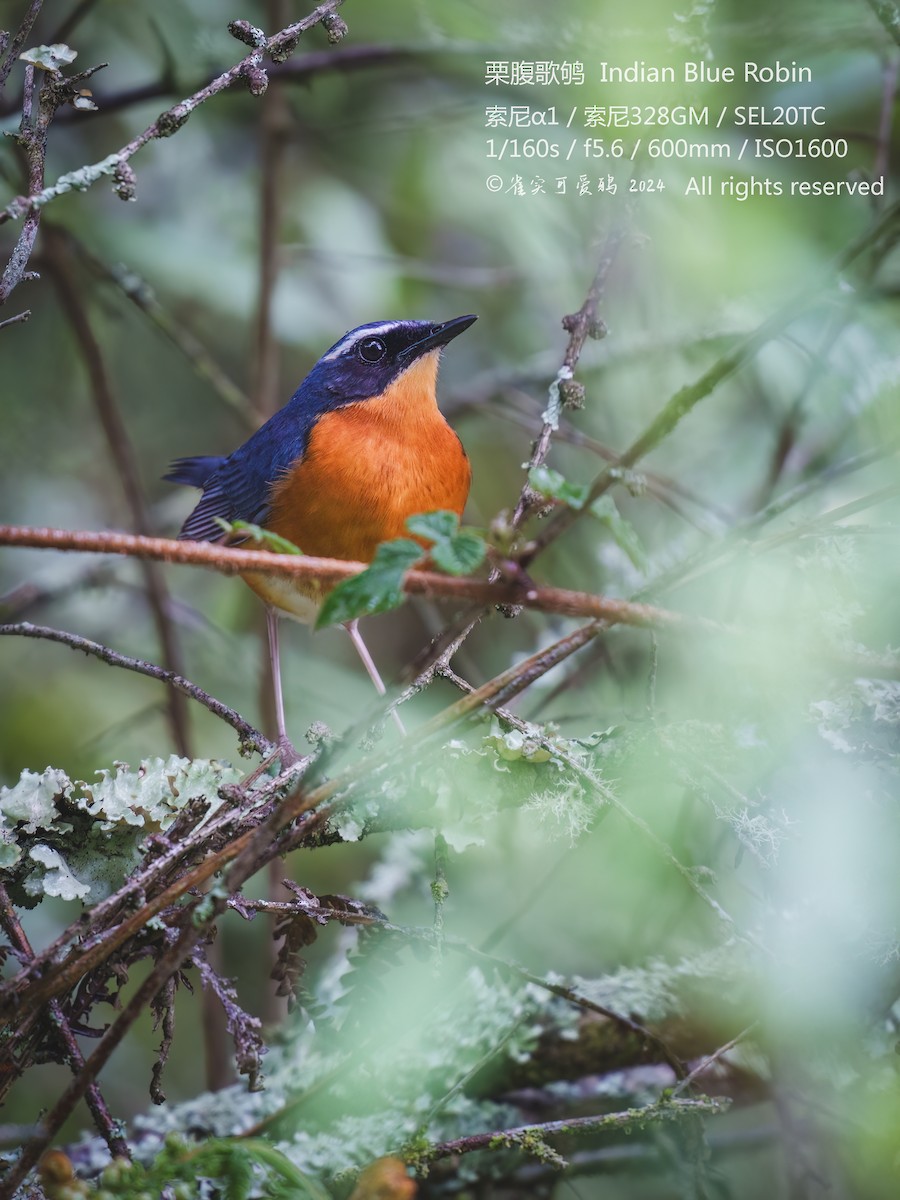 Indian Blue Robin - ML619554889