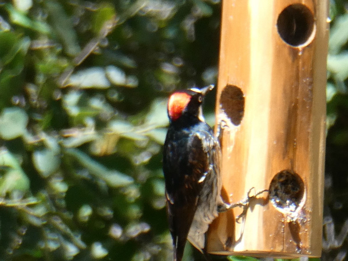 Acorn Woodpecker - Pamela Mull