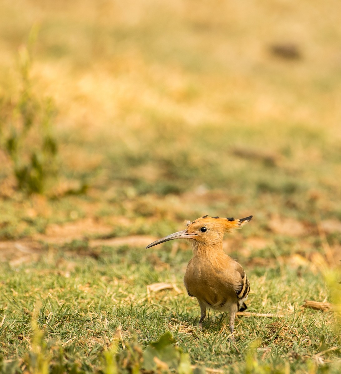 Eurasian Hoopoe - ML619554892