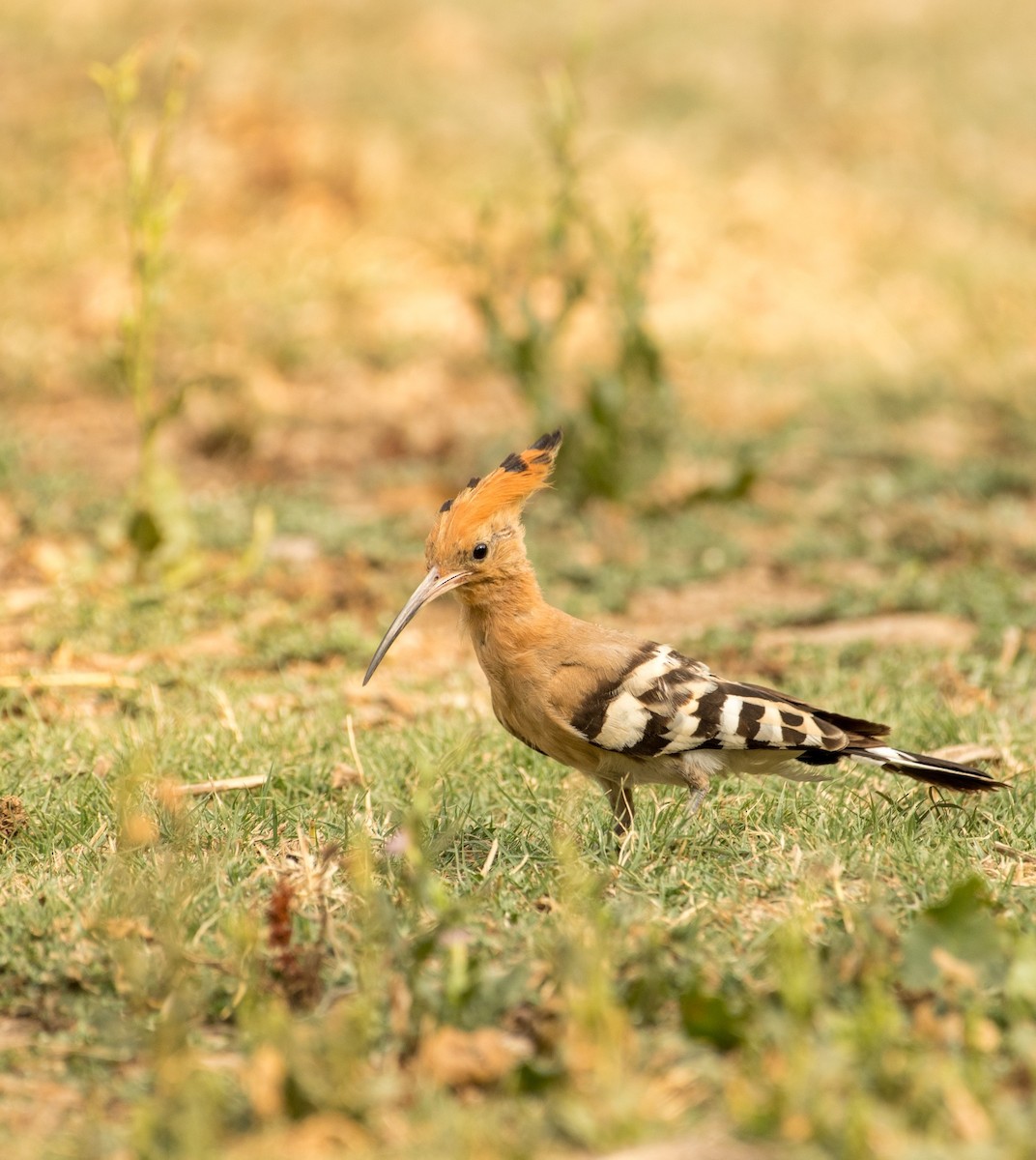 Eurasian Hoopoe - Shehnaz K A