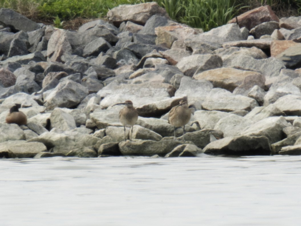 Regenbrachvogel - ML619554898