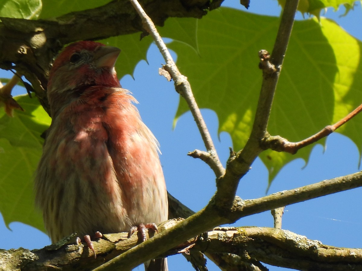 House Finch - Irene Cody