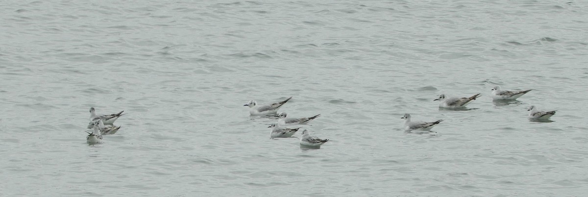 Bonaparte's Gull - Ross Lockwood