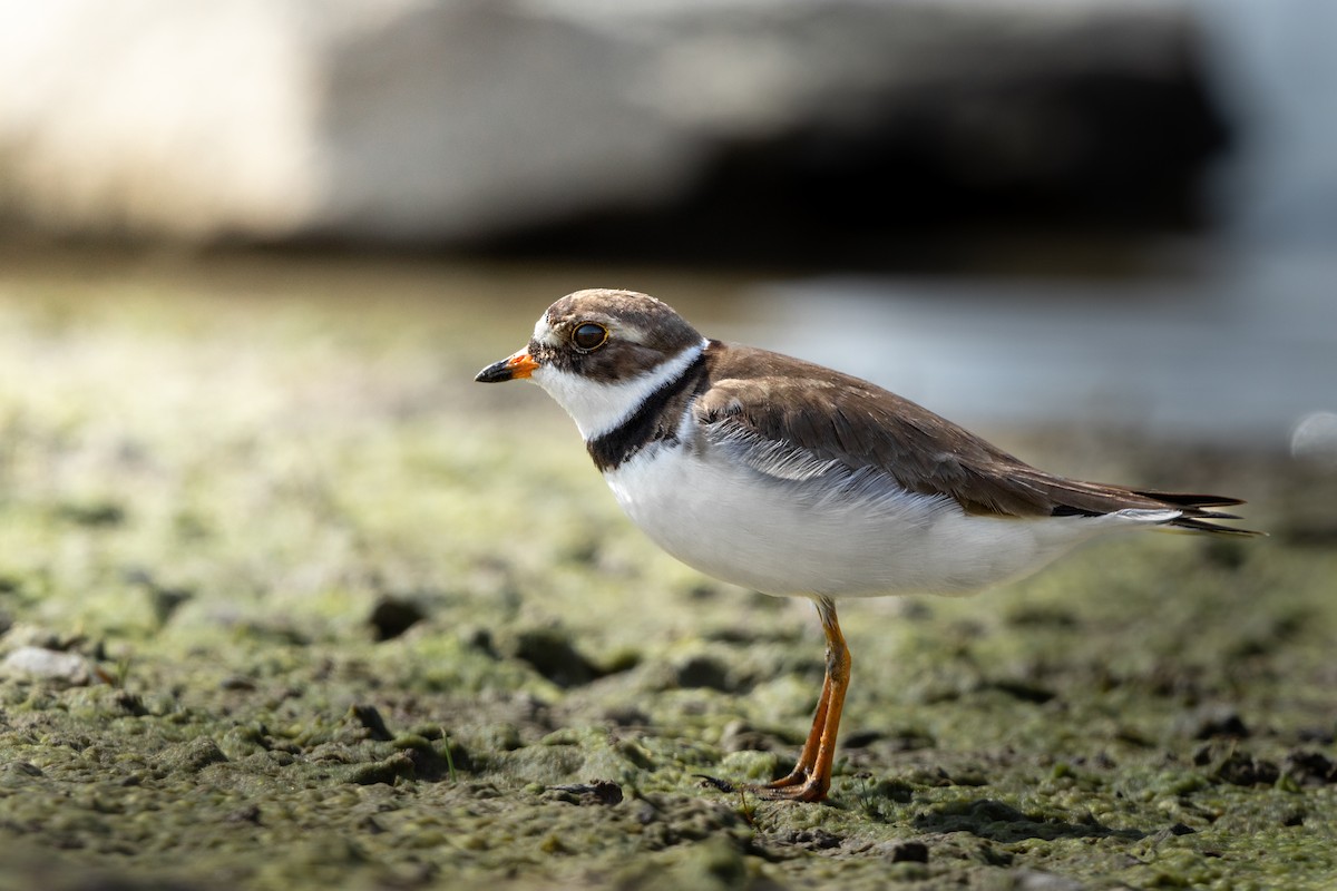 Semipalmated Plover - Brad Reinhardt