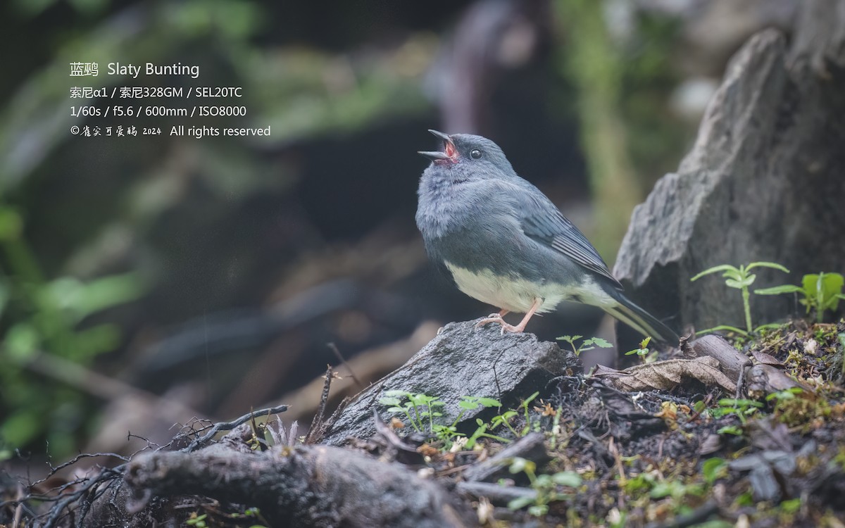 Slaty Bunting - 雀实可爱 鸦