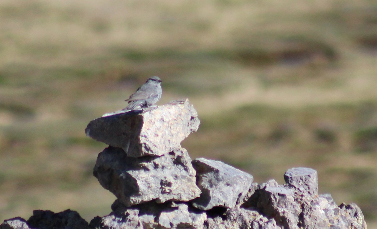 Plumbeous Sierra Finch - ML61955491