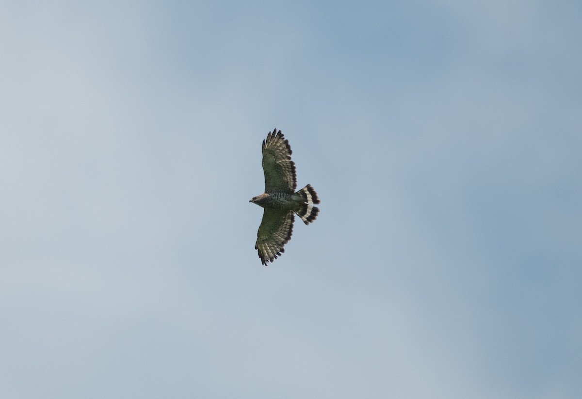 Broad-winged Hawk - David Hultgren