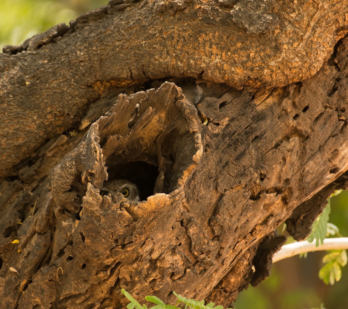 Spotted Owlet - Shehnaz K A