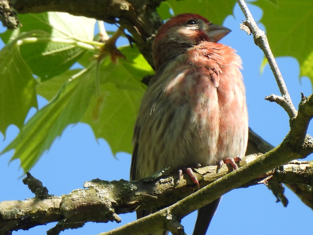 House Finch - Irene Cody