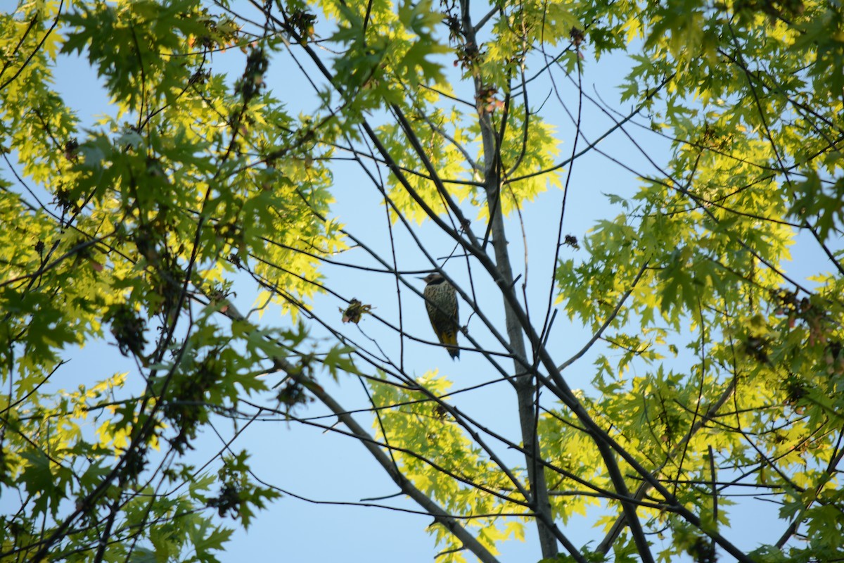 Northern Flicker - Brinda Datla