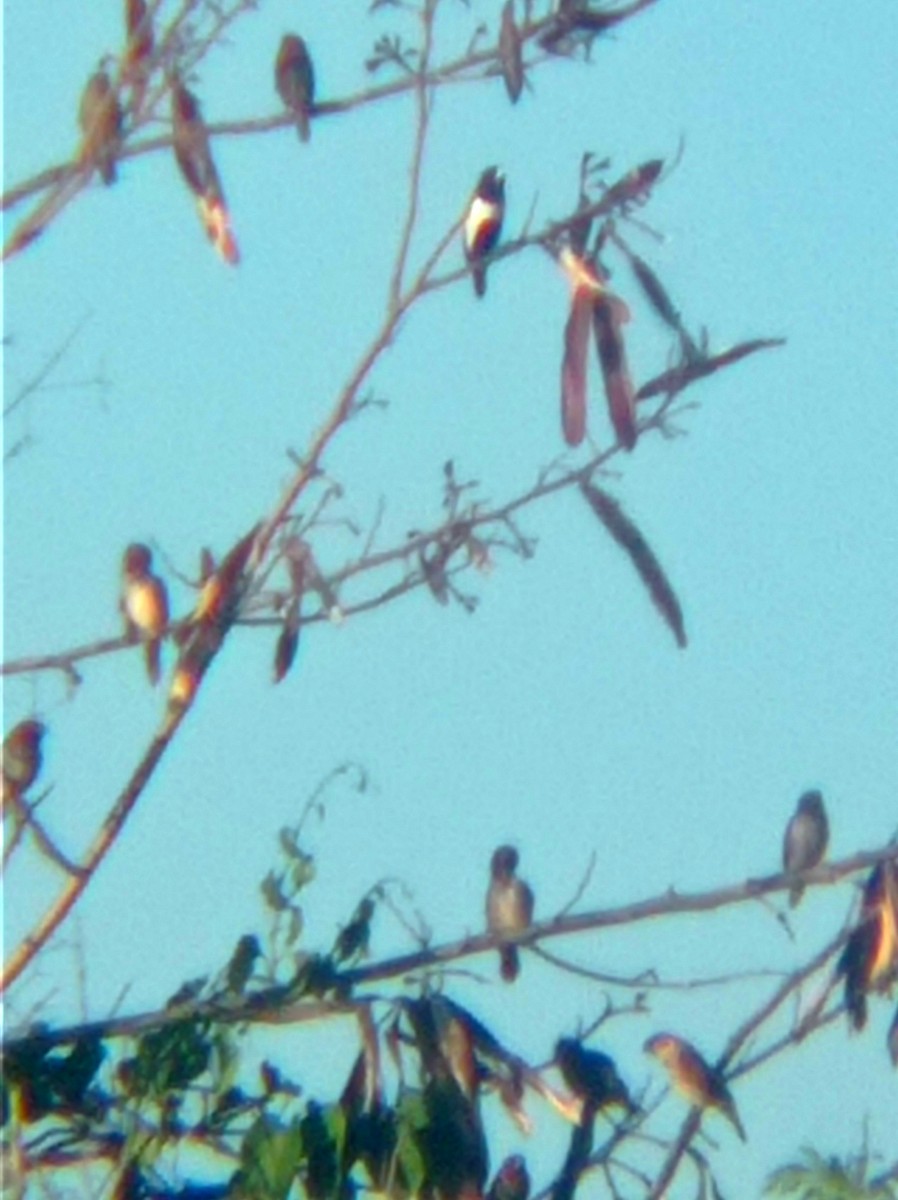 Tricolored Munia - Darien Piña Davila