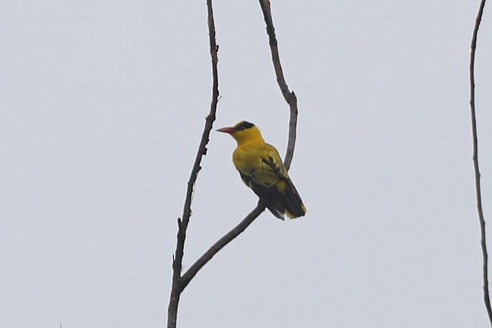 Black-naped Oriole - Starlit Chen