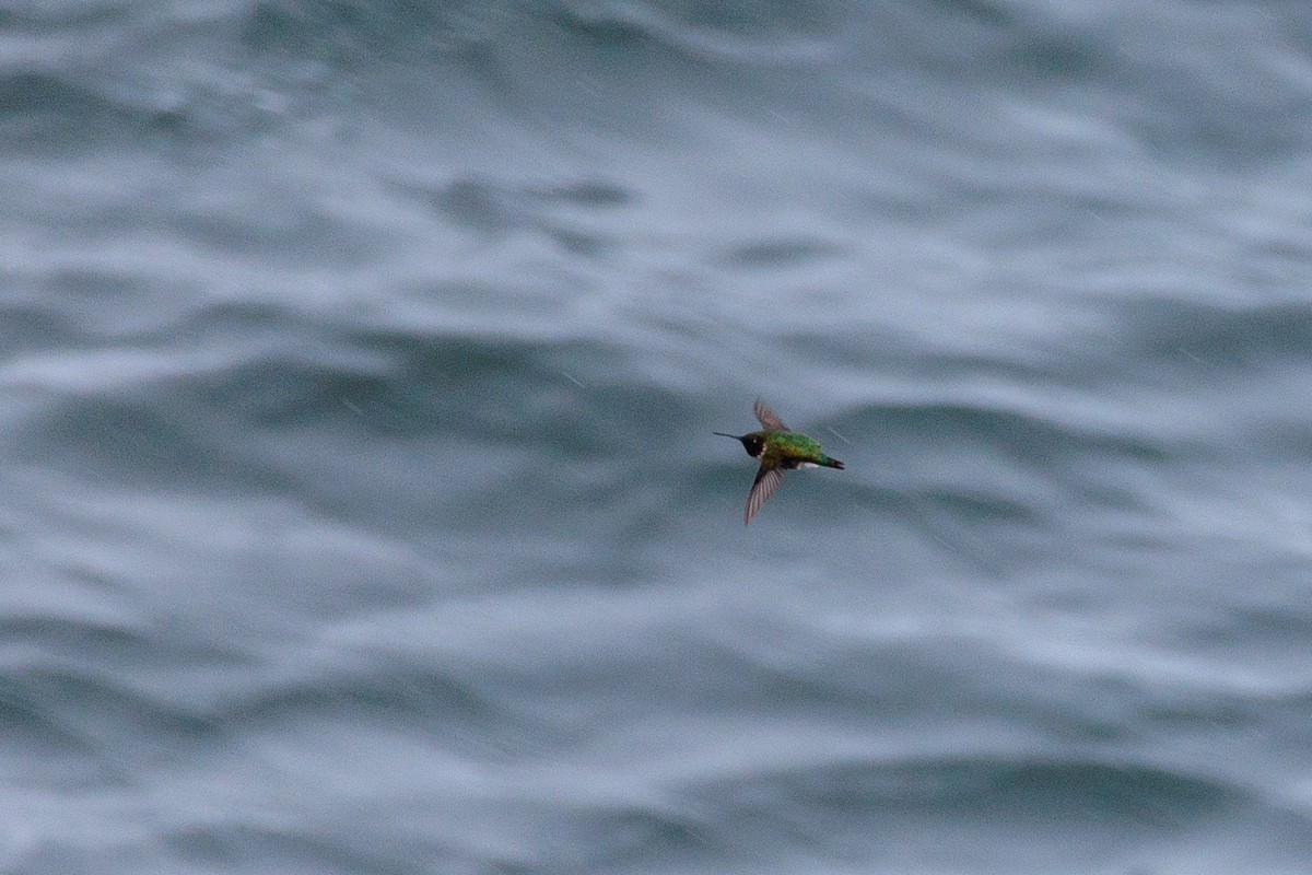 Ruby-throated Hummingbird - Laurent Prévost-Frenette