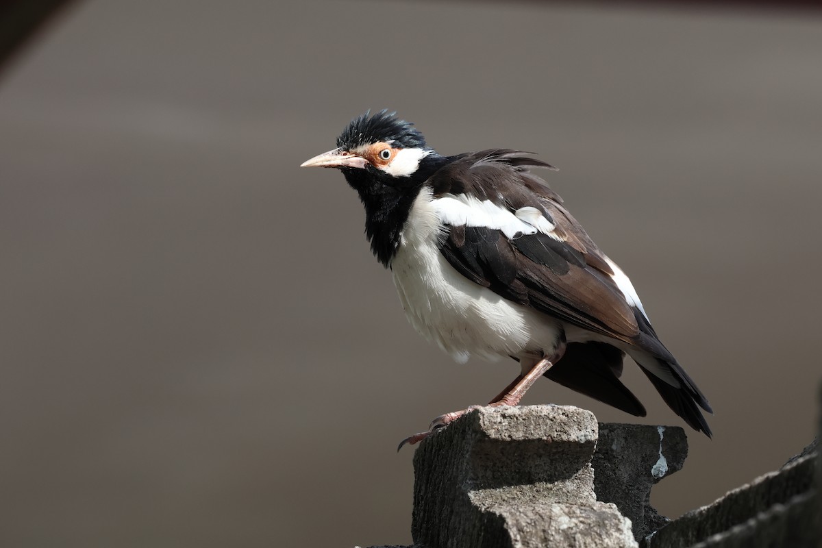 Javan Pied Starling - ML619554939