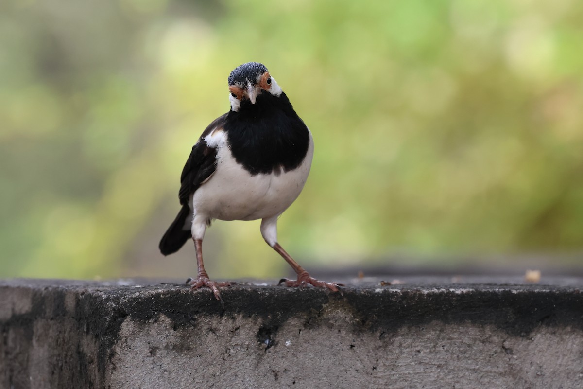 Javan Pied Starling - ML619554940