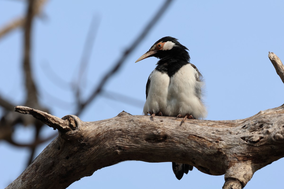 Javan Pied Starling - ML619554941