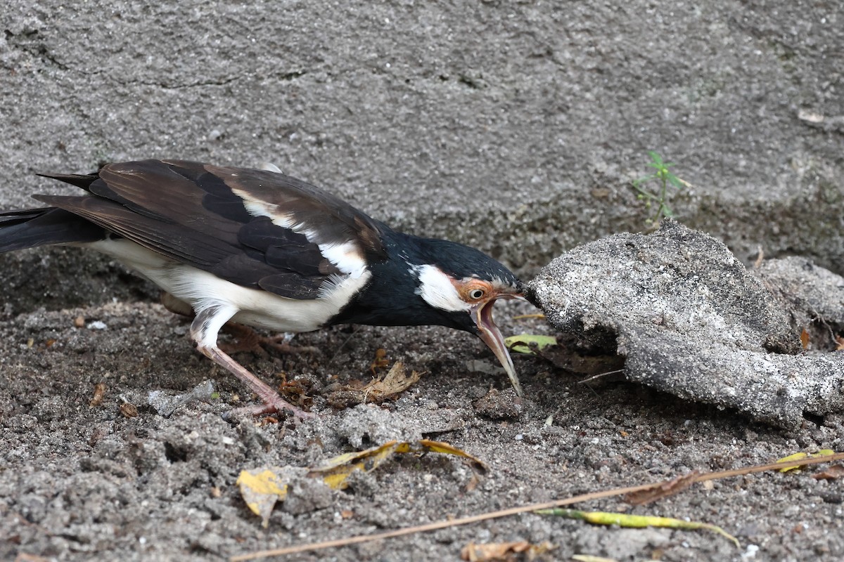 Javan Pied Starling - ML619554942