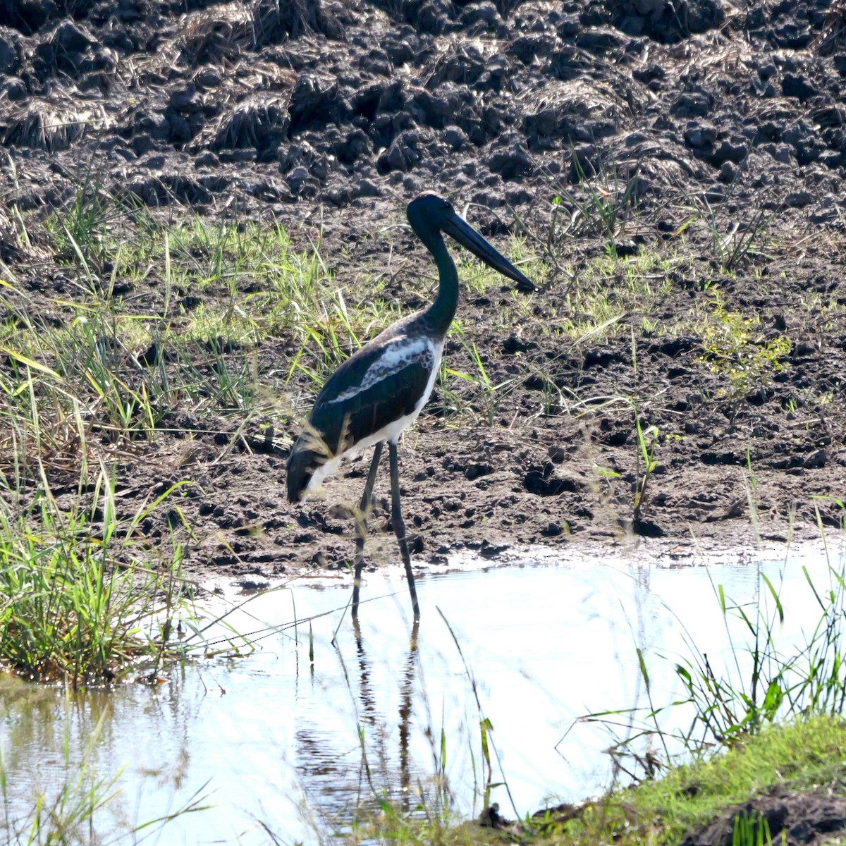 Black-necked Stork - Lindell Emerton