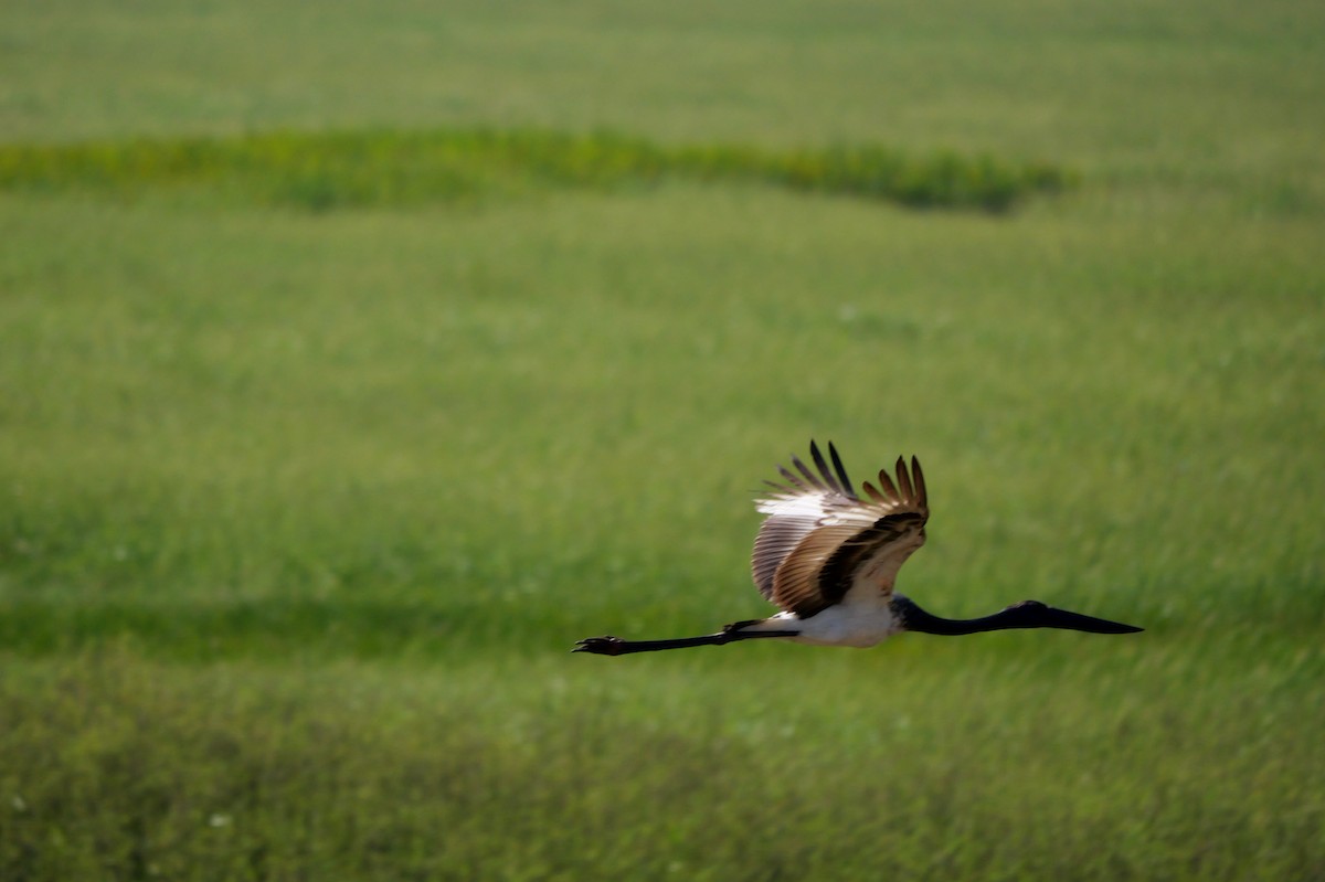 Black-necked Stork - Lindell Emerton