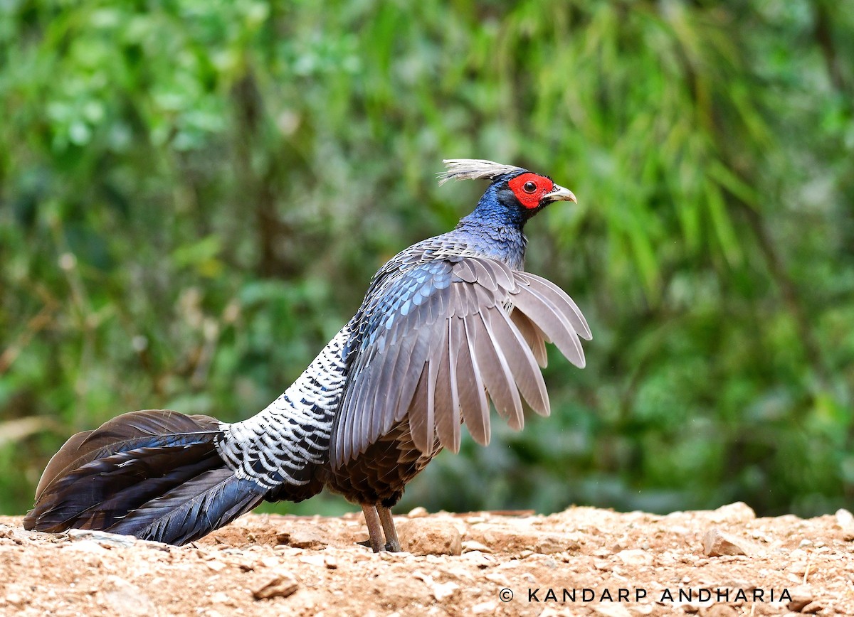 Kalij Pheasant - ML619554951