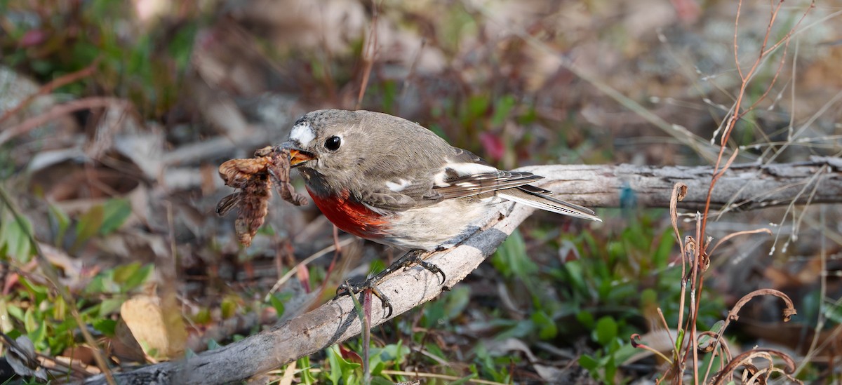 Scarlet Robin - Ben Milbourne