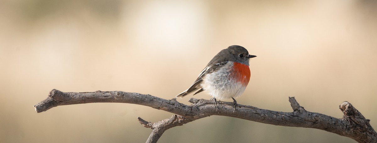 Scarlet Robin - Ben Milbourne