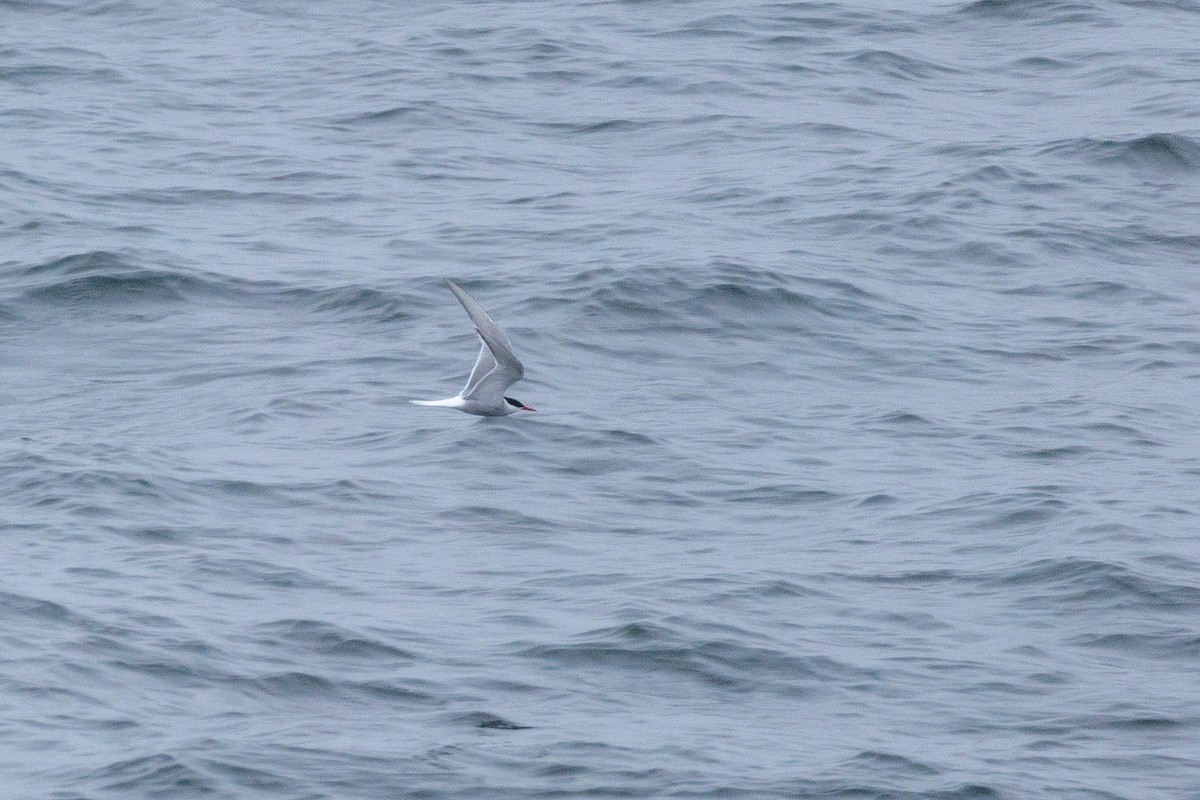 Arctic Tern - Laurent Prévost-Frenette