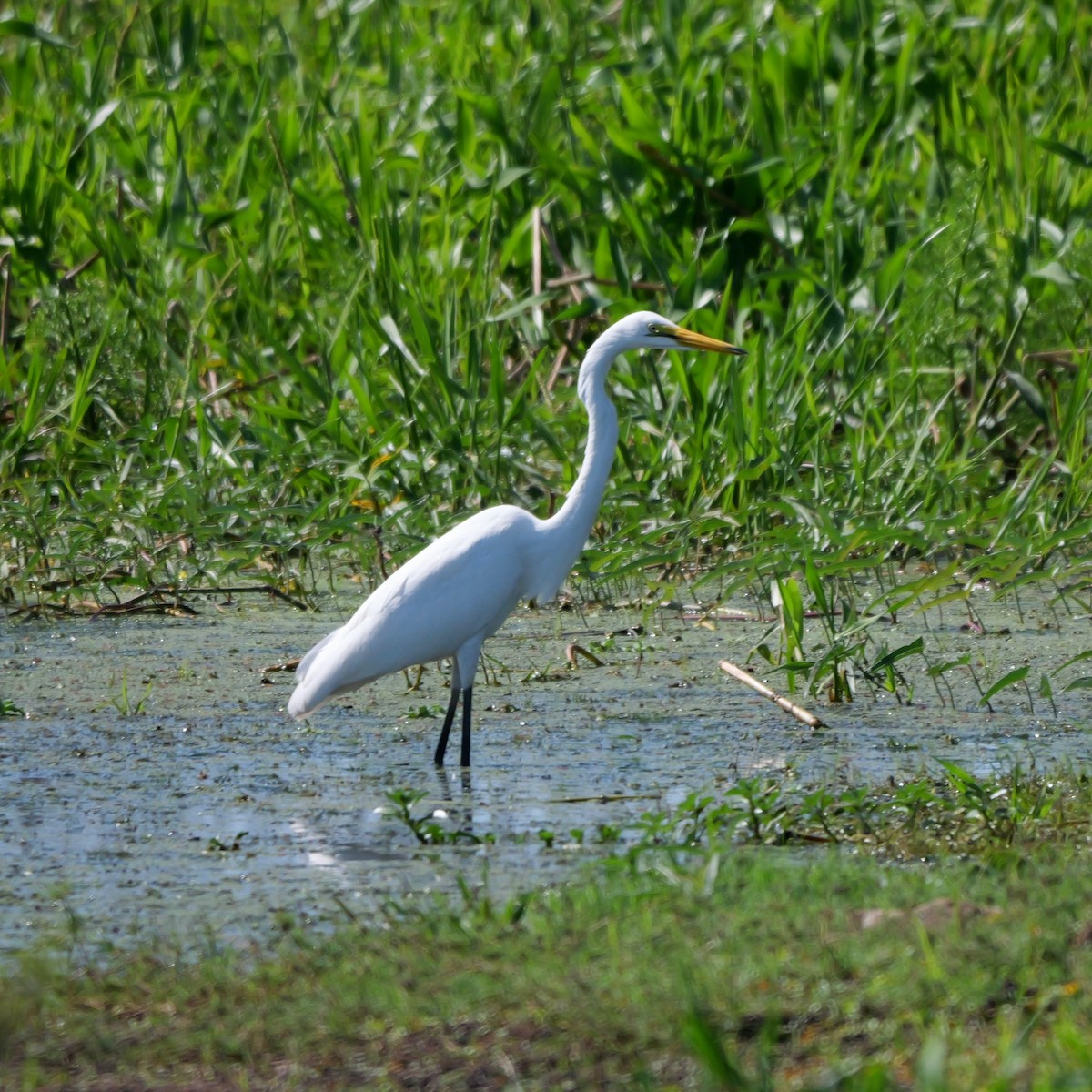 Great Egret - Lindell Emerton