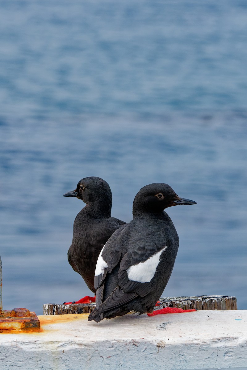 Pigeon Guillemot - ML619554965