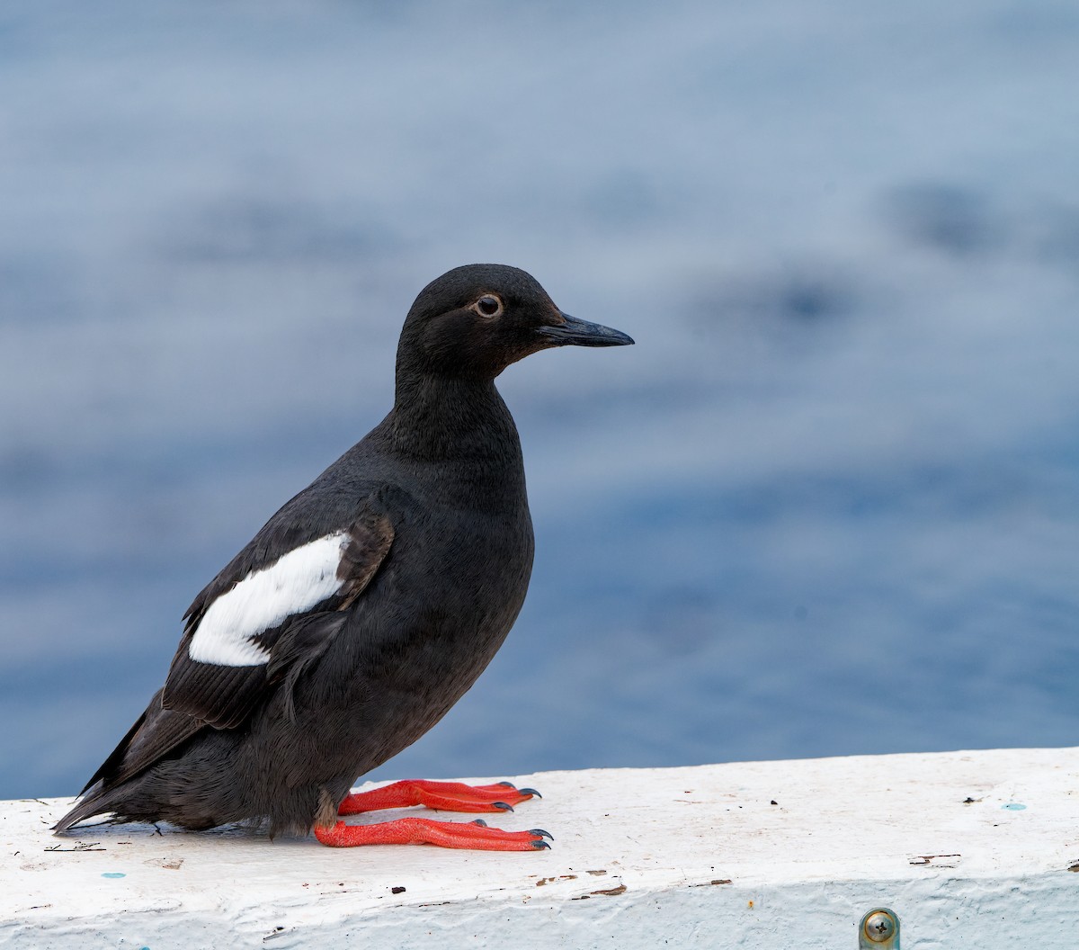 Pigeon Guillemot - ML619554967