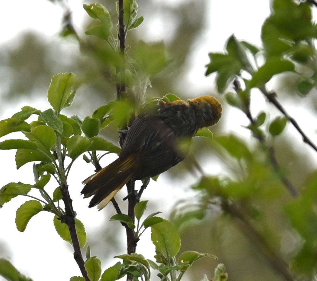 Baltimore Oriole - Nicolle and H-Boon Lee