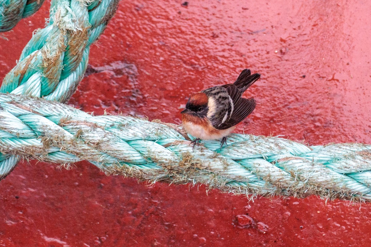 Bay-breasted Warbler - Laurent Prévost-Frenette