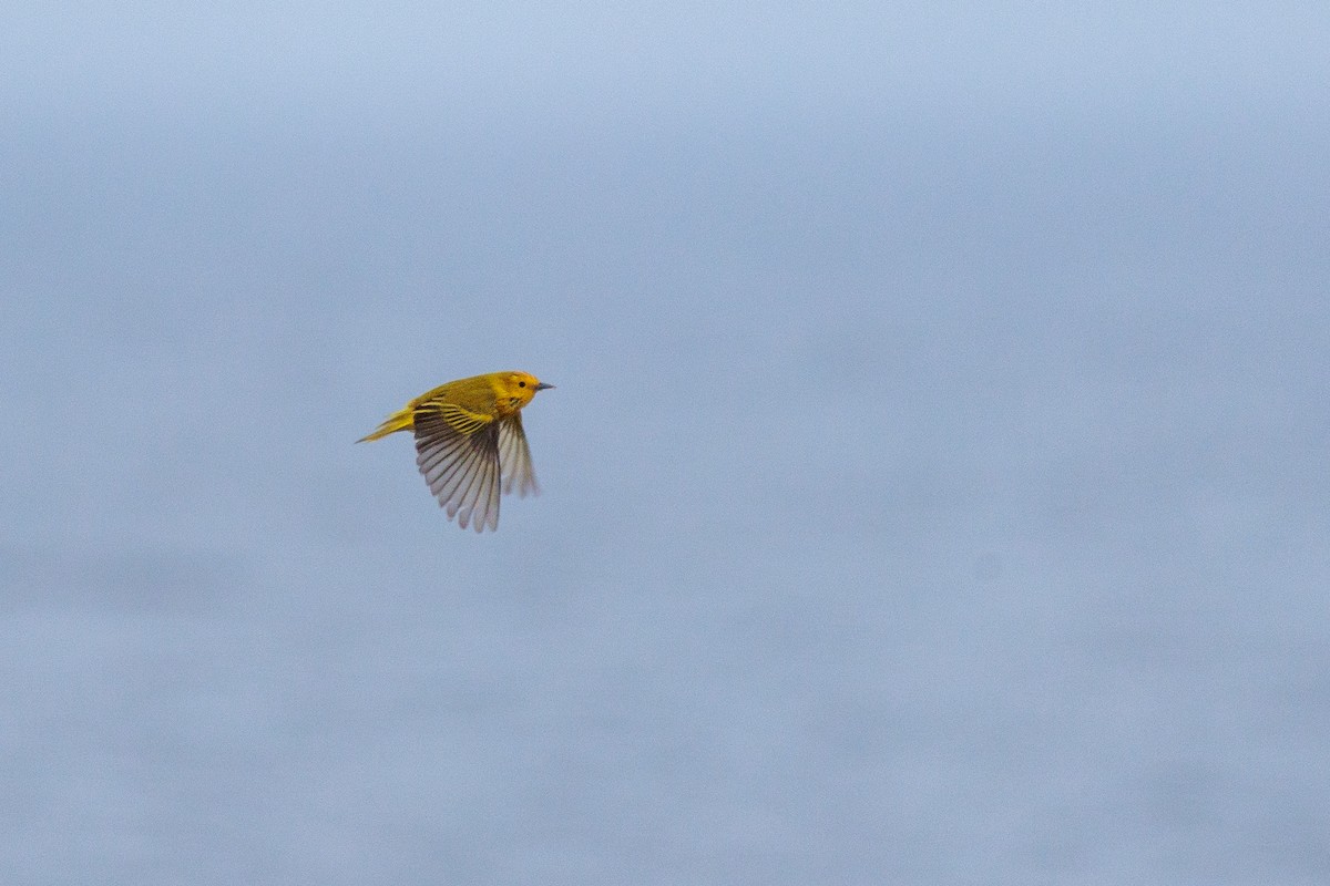 Yellow Warbler - Laurent Prévost-Frenette