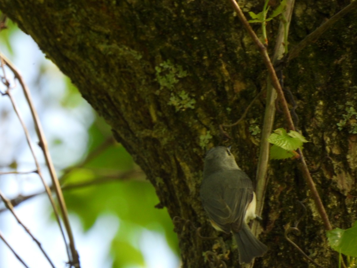 Tufted Titmouse - Irene Cody