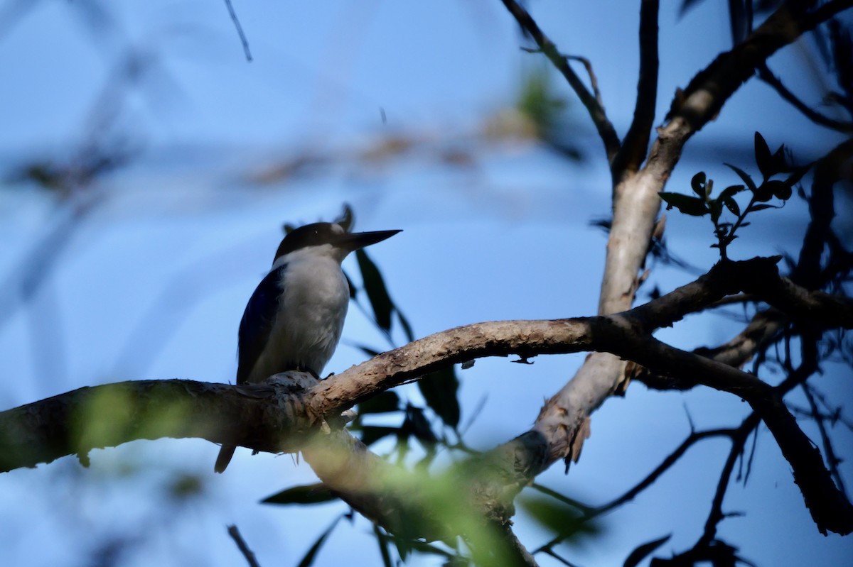 Forest Kingfisher - Lindell Emerton