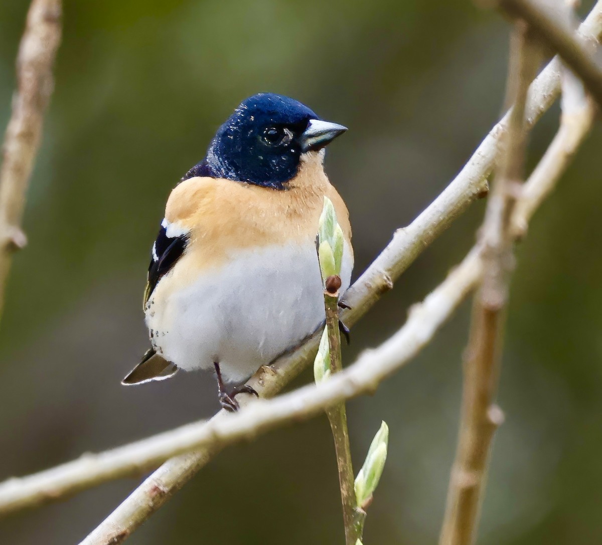 Brambling - Jan Hansen