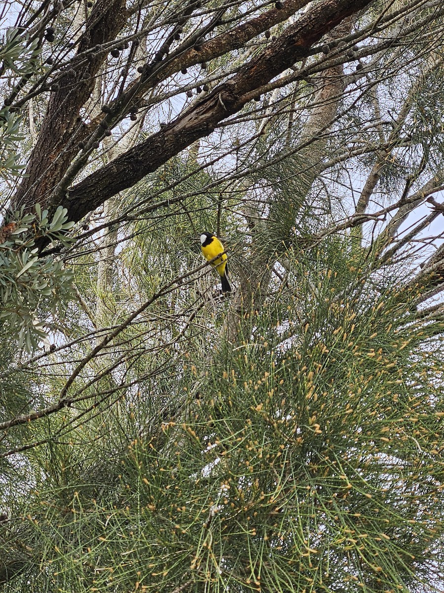 Golden Whistler - Michael Nikulin