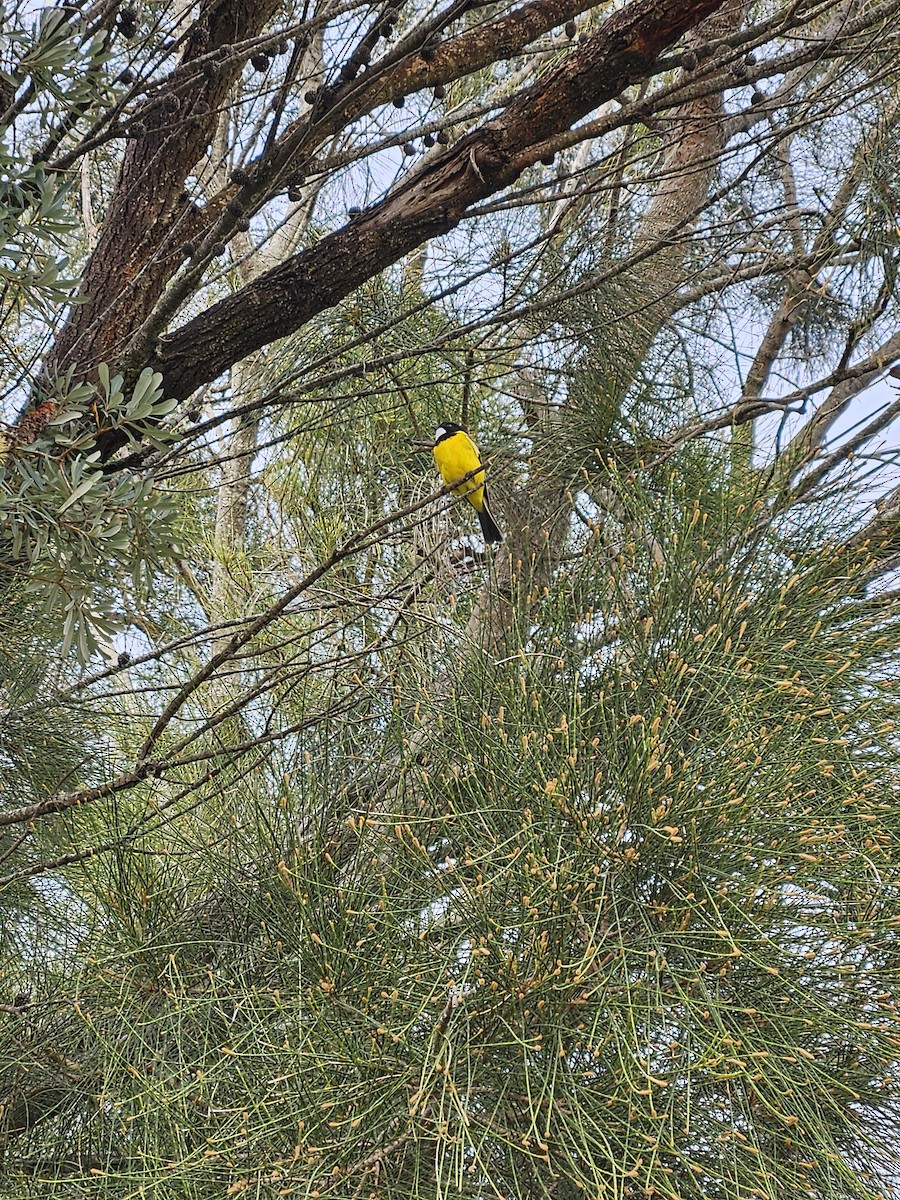 Golden Whistler - Michael Nikulin