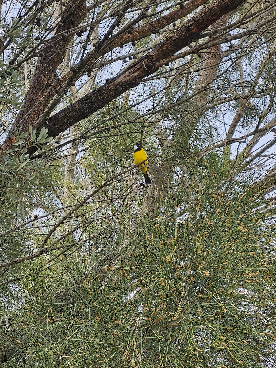 Golden Whistler - Michael Nikulin