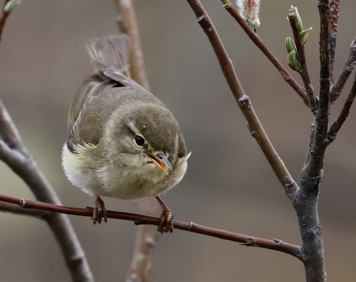 Willow Warbler - Jan Hansen