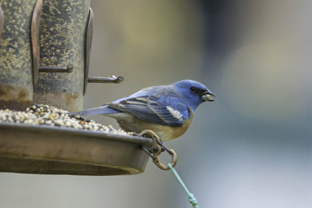Lazuli Bunting - ML619554981