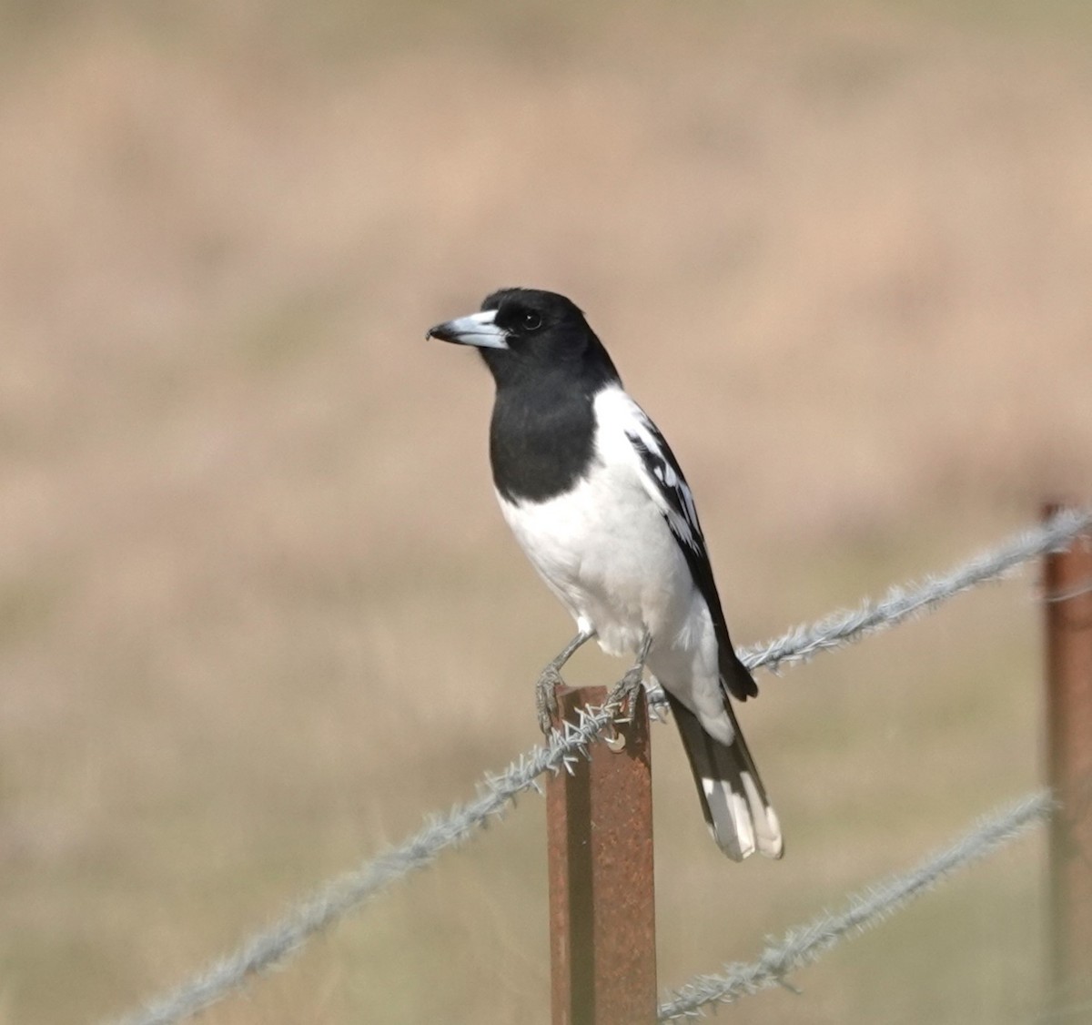 Pied Butcherbird - ML619554986