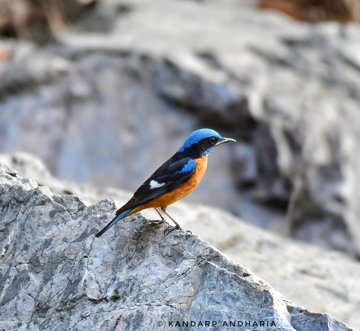 Blue-capped Rock-Thrush - Kandarp  Andharia