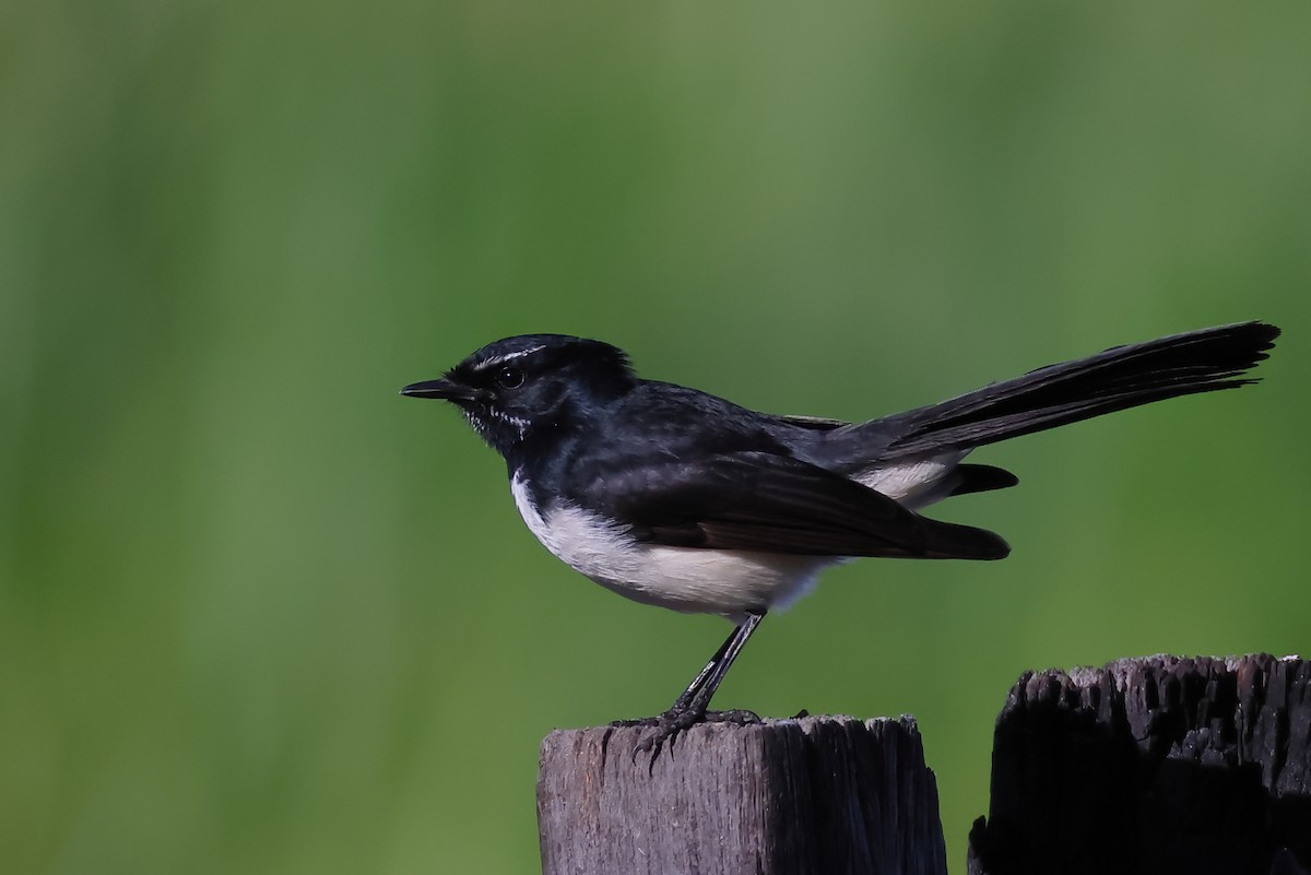 Willie-wagtail - Tony Ashton