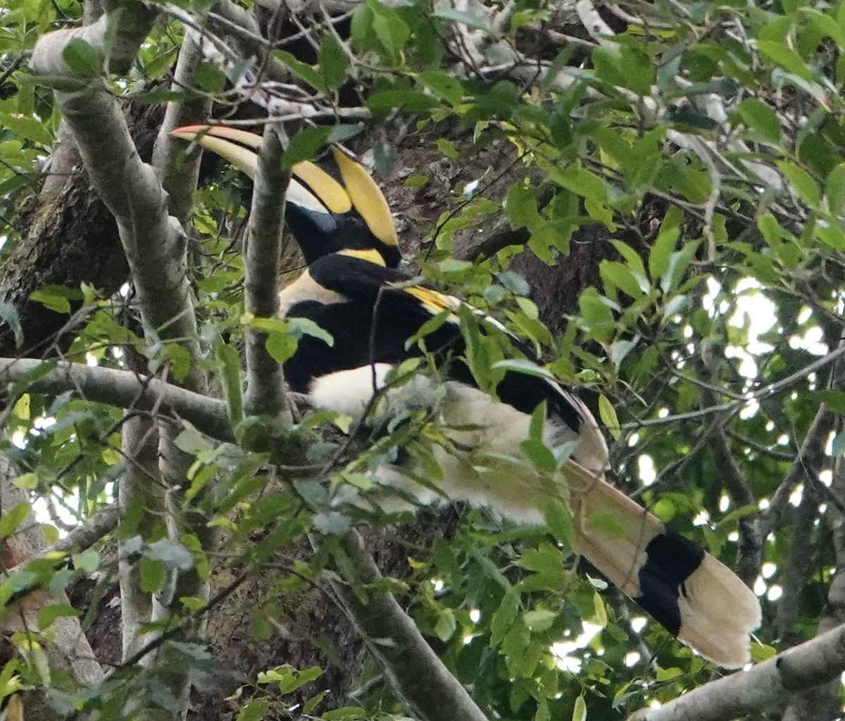 Great Hornbill - David Diller