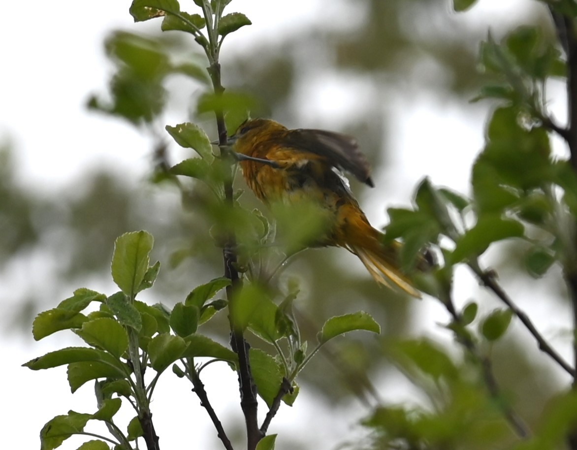 Baltimore Oriole - Nicolle and H-Boon Lee