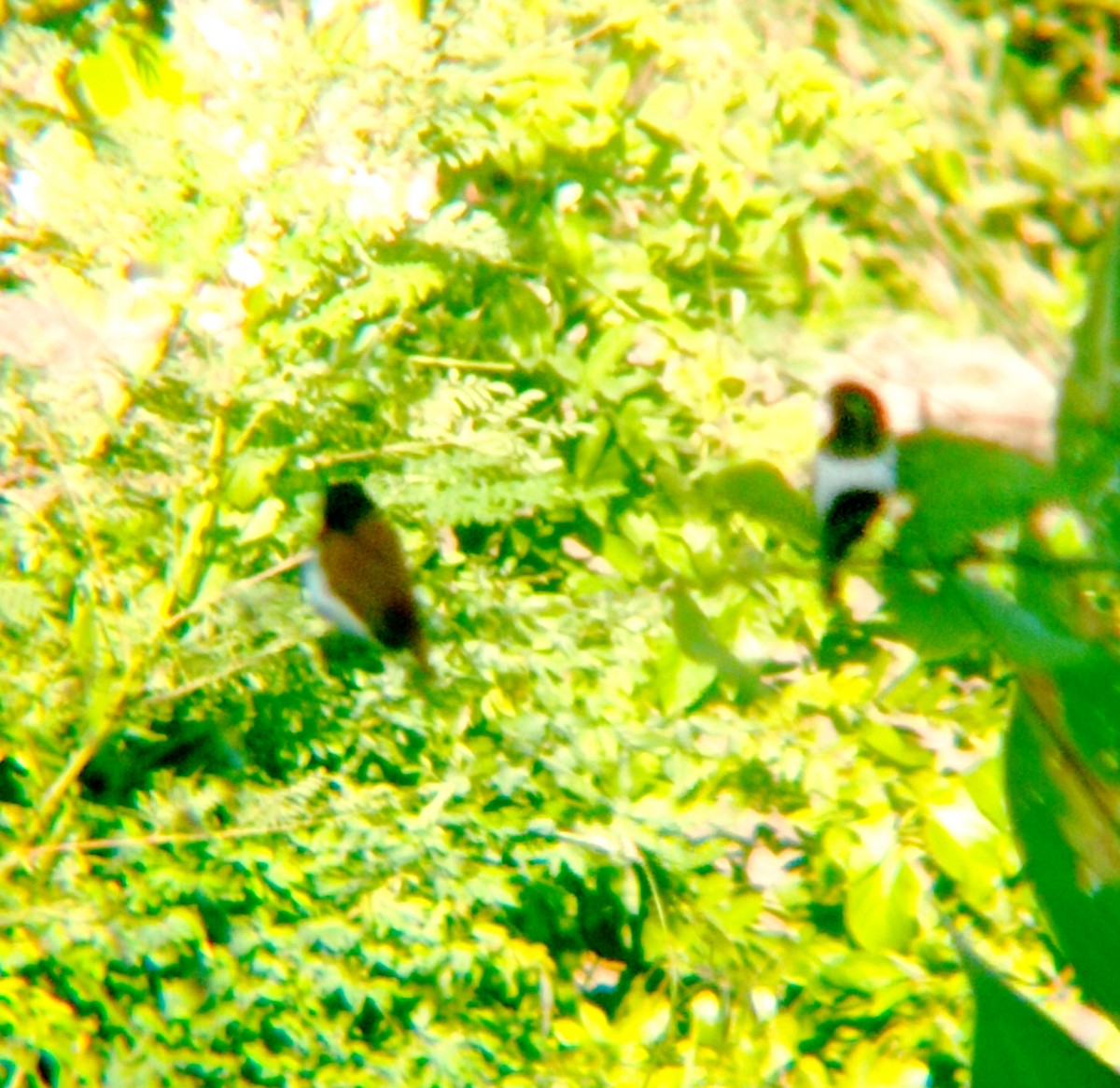 Tricolored Munia - Darien Piña Davila